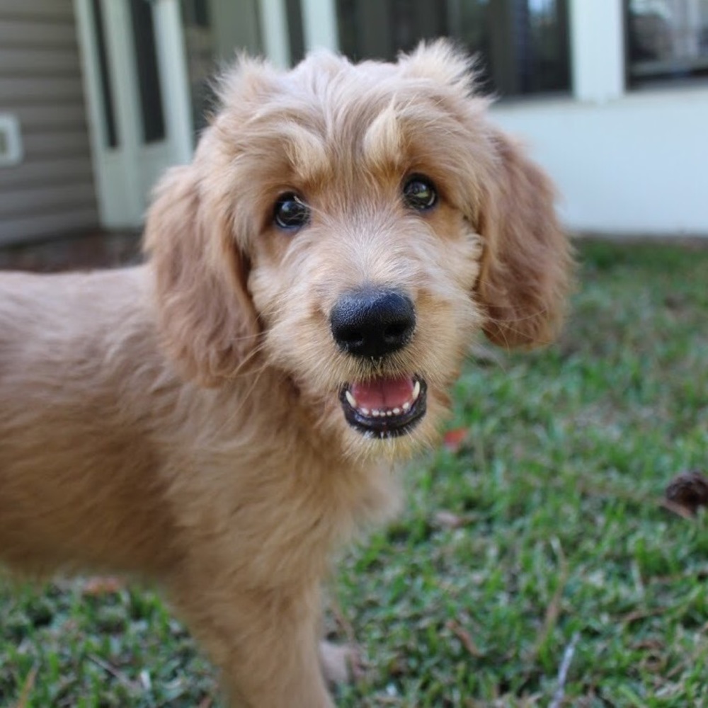 Meet your Posher, Luna
